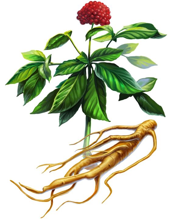 ginseng for potens